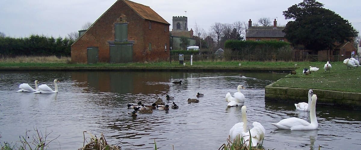 A calm river with swans and ducks, a brick building, and a grassy area with trees.