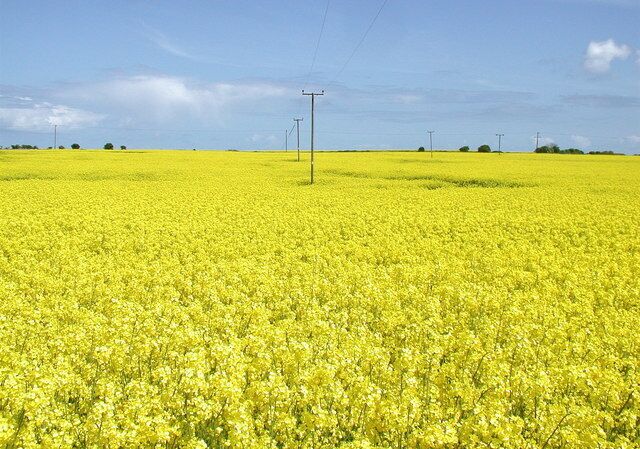 Brickdale, Ulrome, East Riding of Yorkshire, England. An endless sea of oilseed rape on the East Riding of Yorkshire coast, looking east from the public footpath between Ulrome and Barmston.