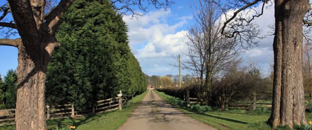 A rural road flanked by trees and a wooden fence.