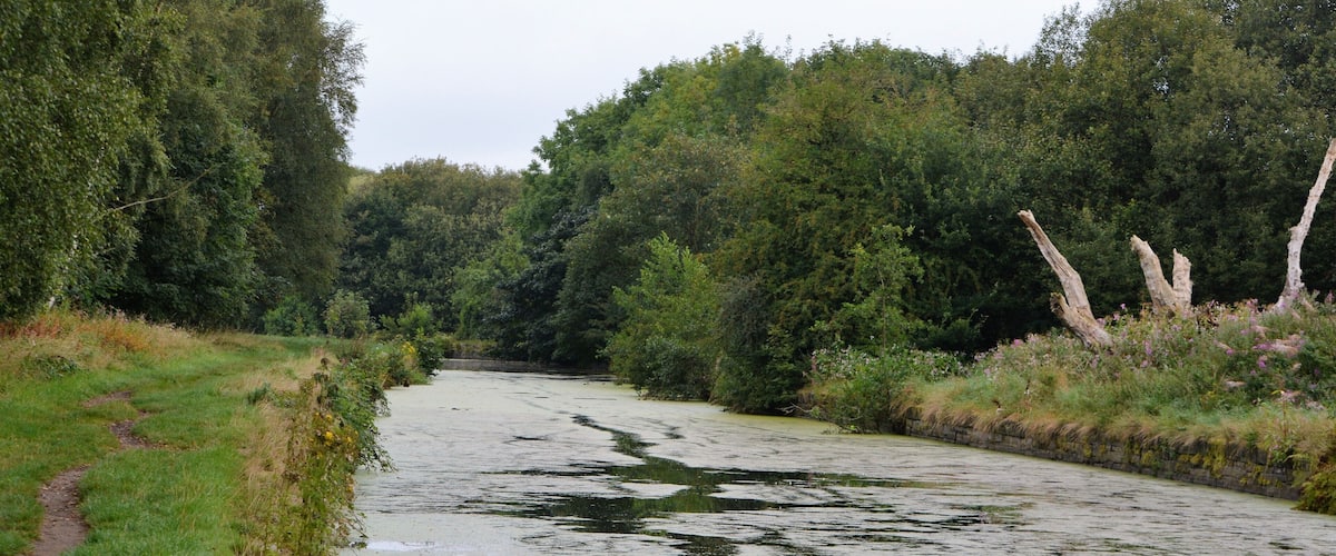 A river with algae, surrounded by dense green forest and fallen trees.