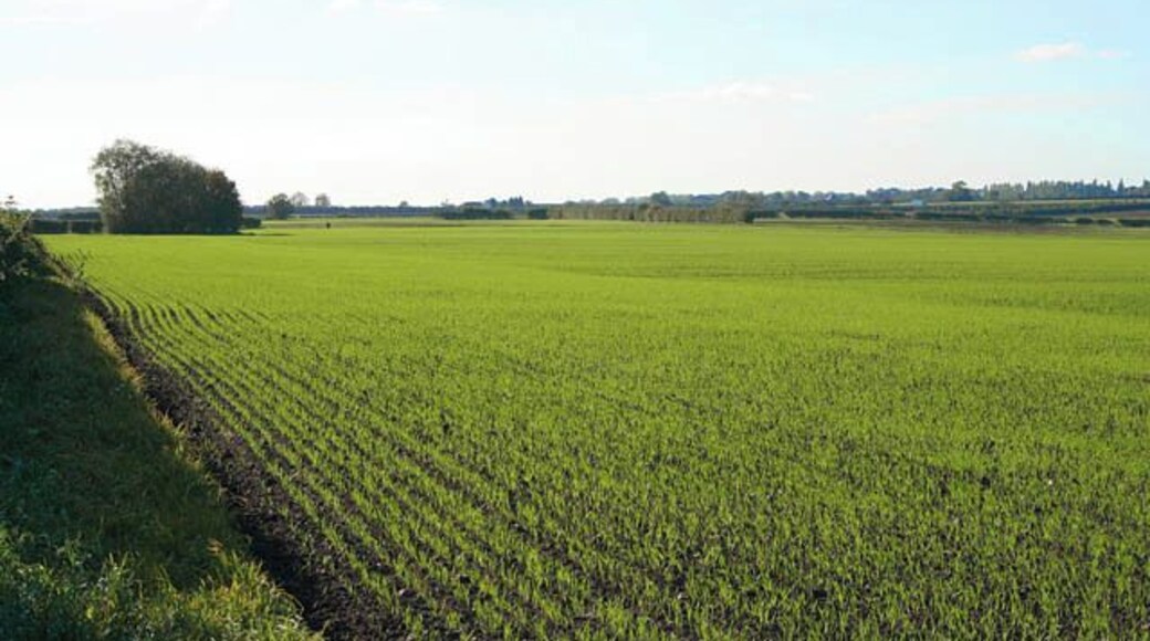 Winter wheat growing near Bingham