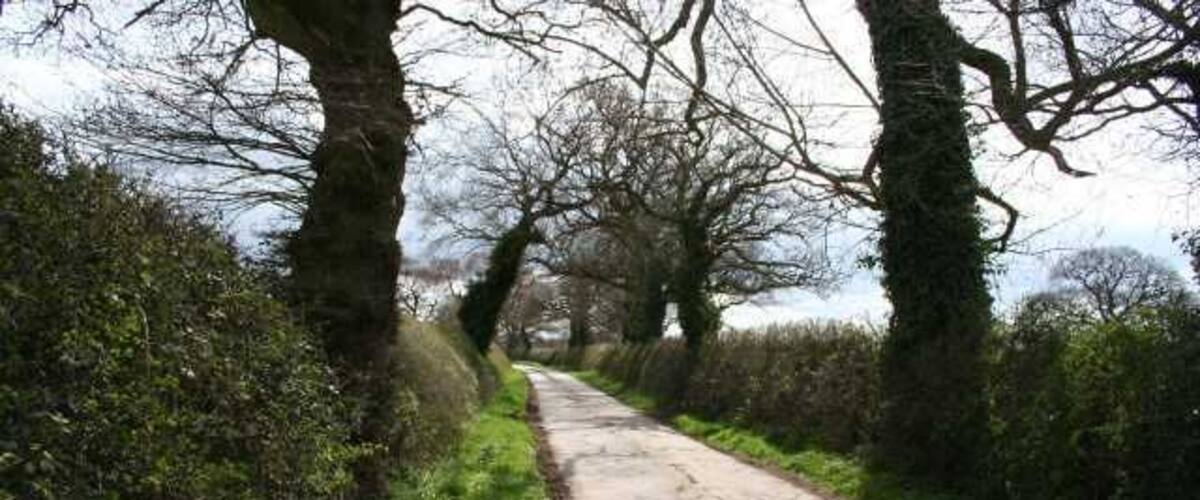 A narrow rural road flanked by trees and vegetation.