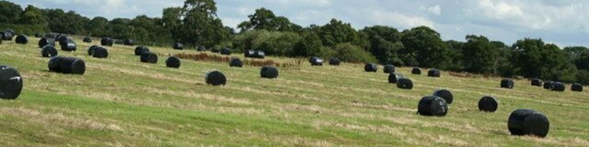 Hay bales in a field in Horton by Malpas, Cheshire, England.