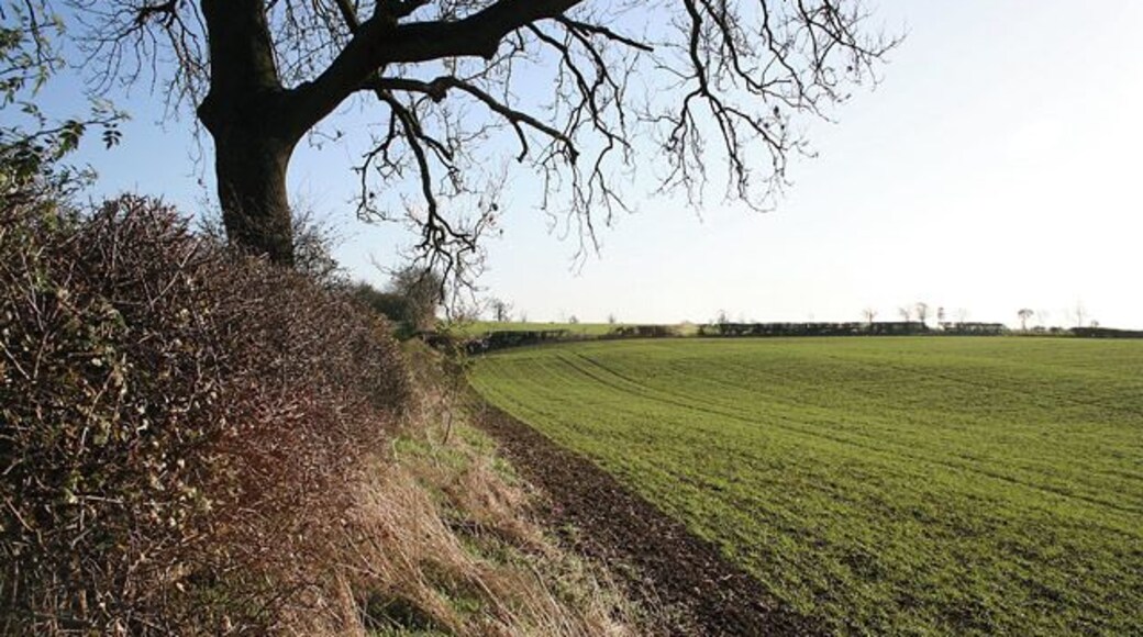 Farmland near Coston. Looking WNW up a gentle rise, about 130 metres above sea level.