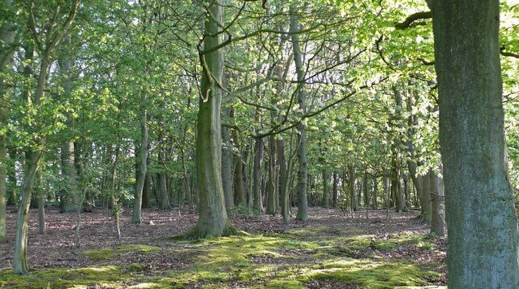 Woodland at Sollom The northernmost corner of this small area of woodland at Sollom