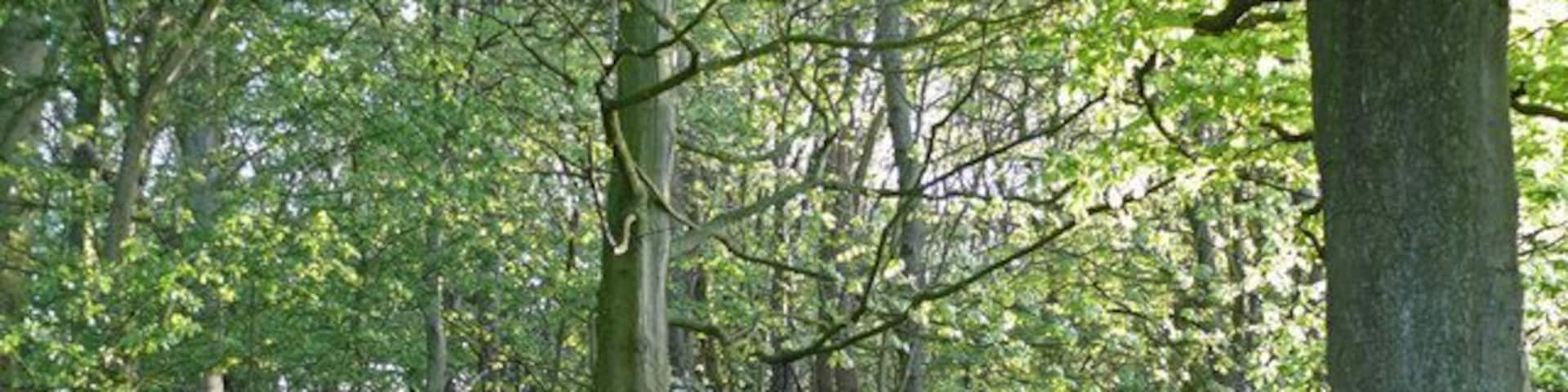 Woodland at Sollom The northernmost corner of this small area of woodland at Sollom