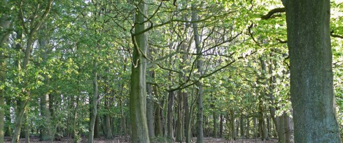 A forest with tall trees and a mossy ground.