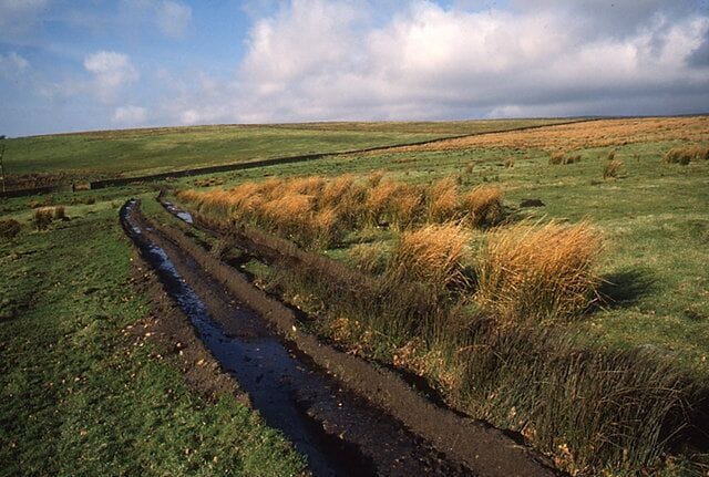 A muddy path winding through a grassy field with tall grasses and a cloudy sky.