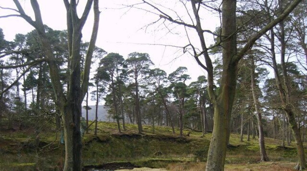 By the Marshaw Wyre A popular pic nic spot on the trough road by the banks of the Wyre. I recall the whole family, primus stove, little tables and crockery, chairs and rugs by the bank in the early 60's on summer weekends.