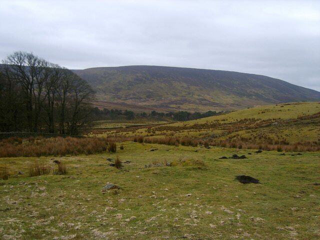 Above the Trough On the White Moor track looking back over the Trough of Bowland through which flows the Marshaw Wyre. Looking over the pines to Hawthornthwaite Fell. Plenty of mole activity in the fields now that the frost has gone.