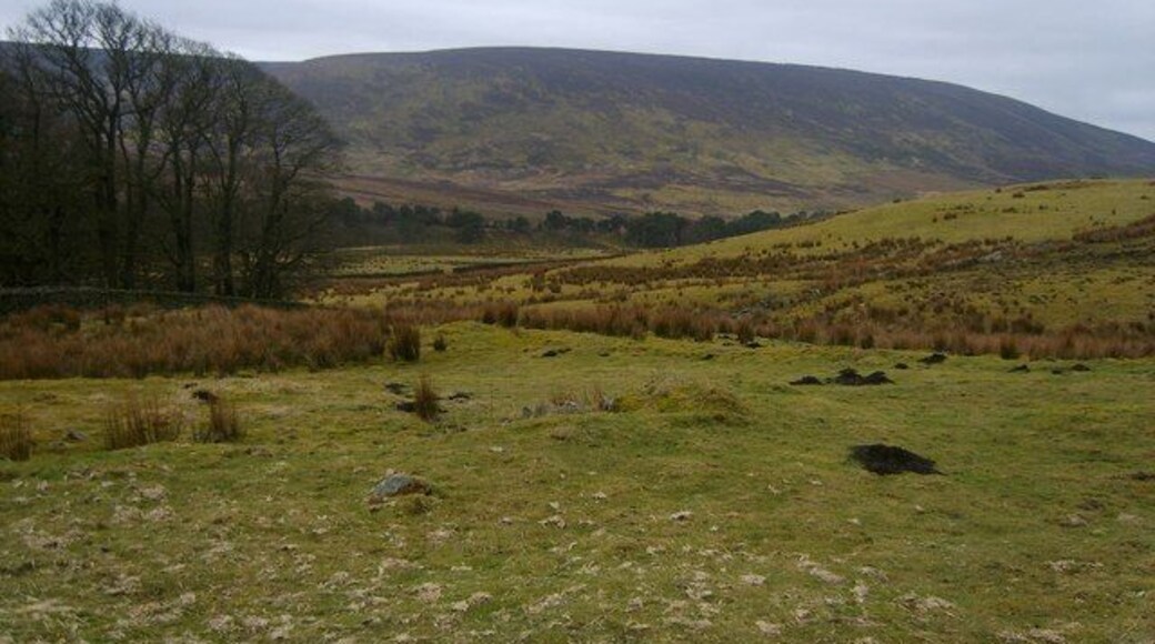 Above the Trough On the White Moor track looking back over the Trough of Bowland through which flows the Marshaw Wyre. Looking over the pines to Hawthornthwaite Fell. Plenty of mole activity in the fields now that the frost has gone.
