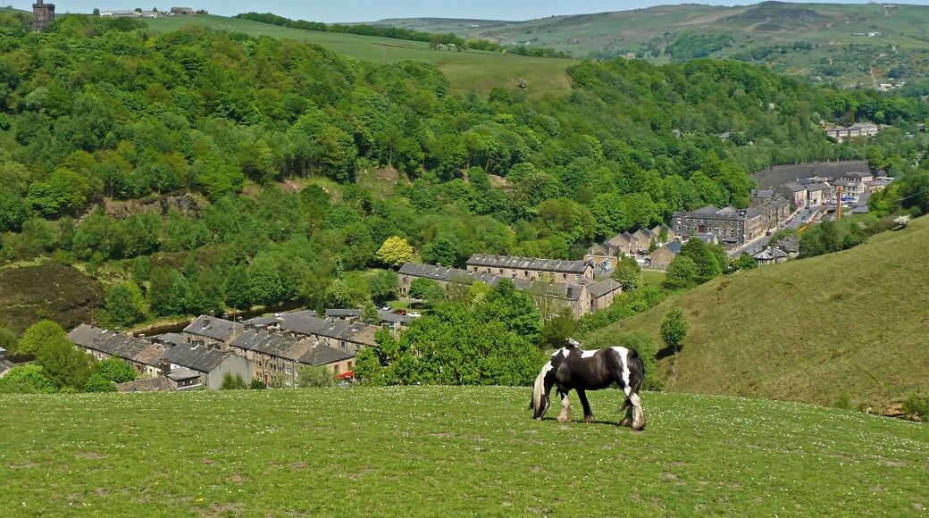 Grazing above Todmorden