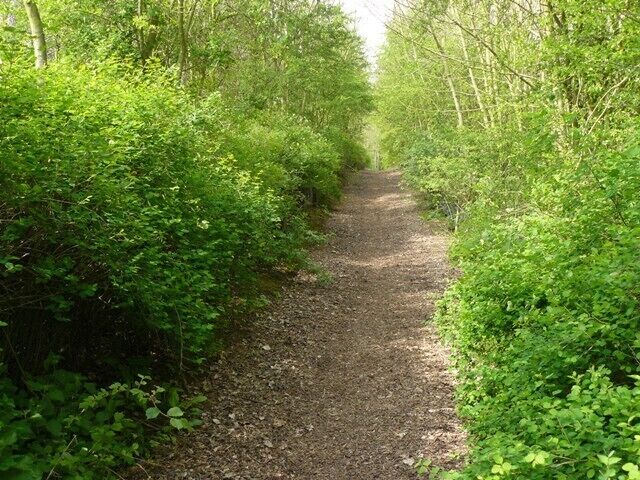 Path in Limekiln Plantation