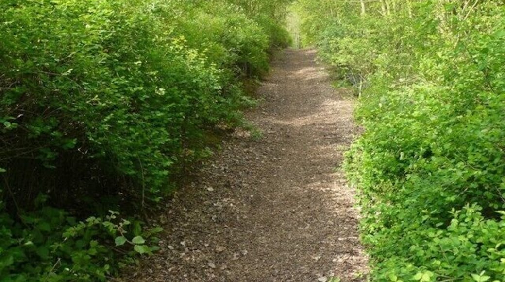 Path in Limekiln Plantation