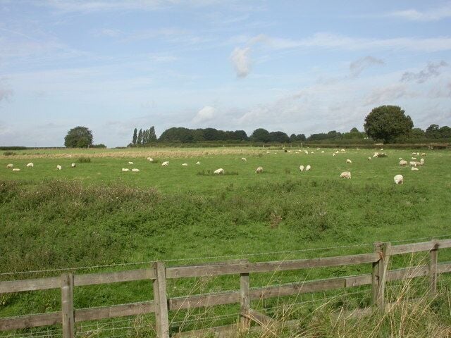 Hermitage Green, sheep Next to a spur of A49, sheep from Highfield Farm. http://www.highfieldfarmshop.co.uk/