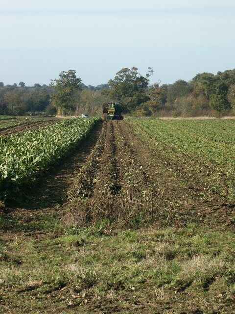 Sugar beet harvest, Wramplingham. A vital Norfolk crop.