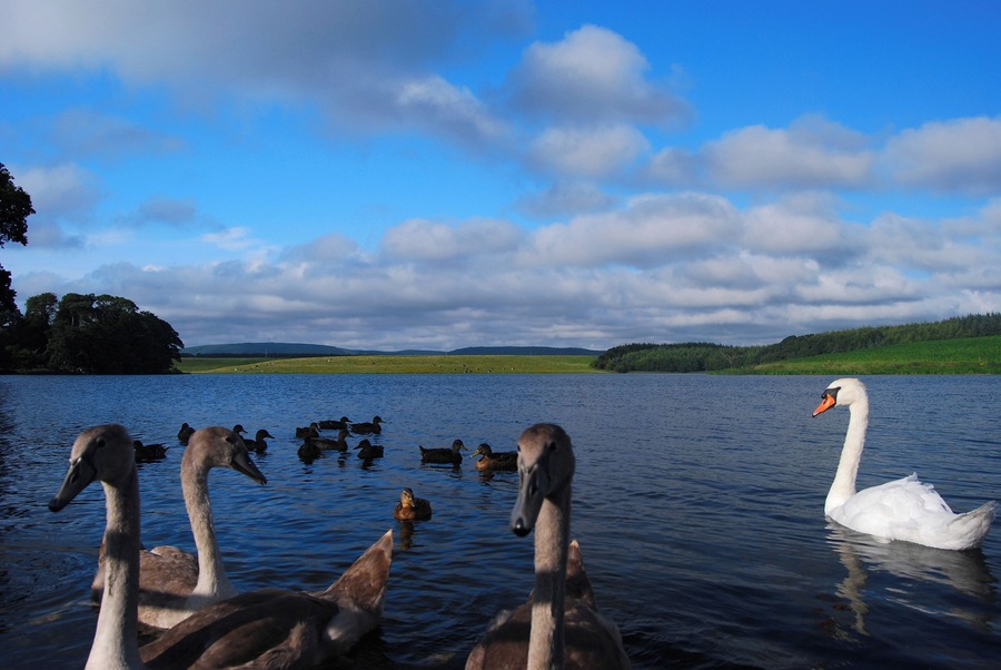 A lake with swans and ducks, surrounded by green hills and a partly cloudy sky.