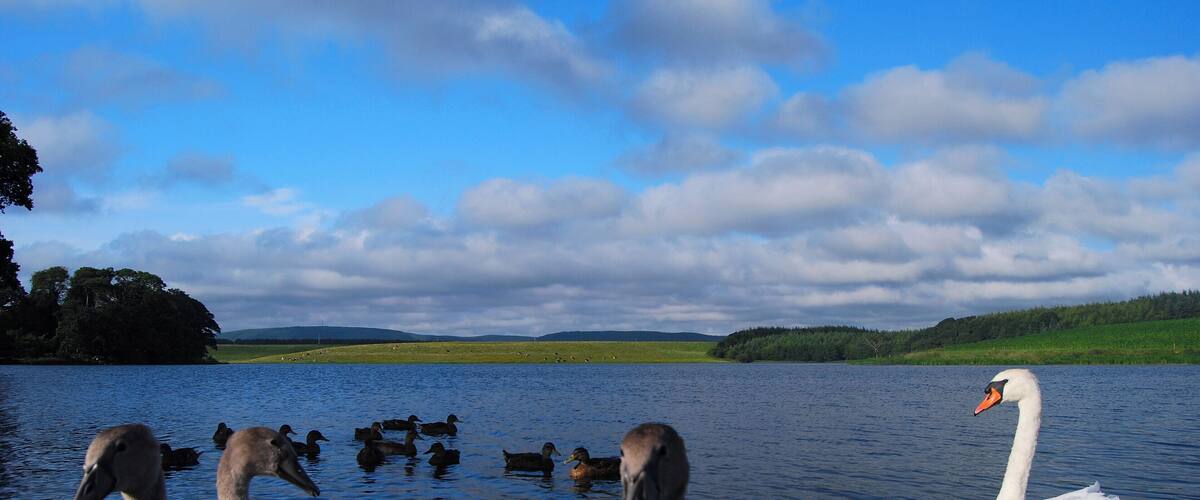 A lake with swans and ducks, surrounded by green hills and a partly cloudy sky.