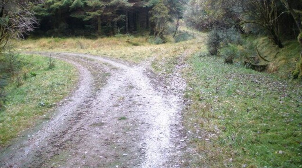 Junction in the forest track Dalmally