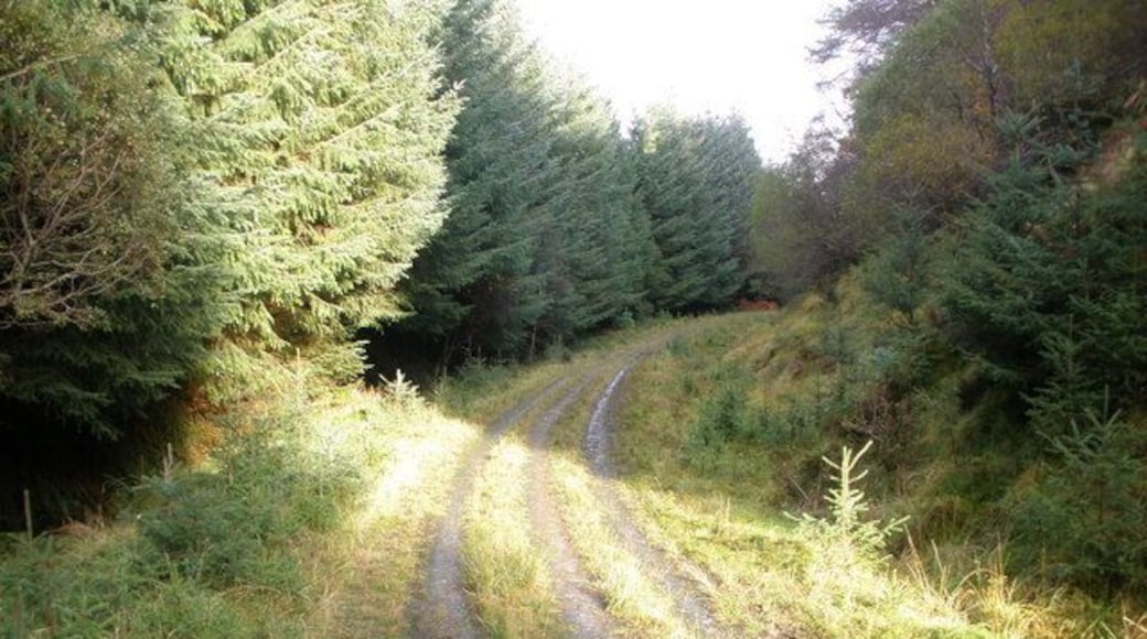 Track in Dalmally Forest