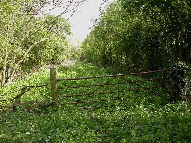 A rustic wooden gate in a lush green forest.