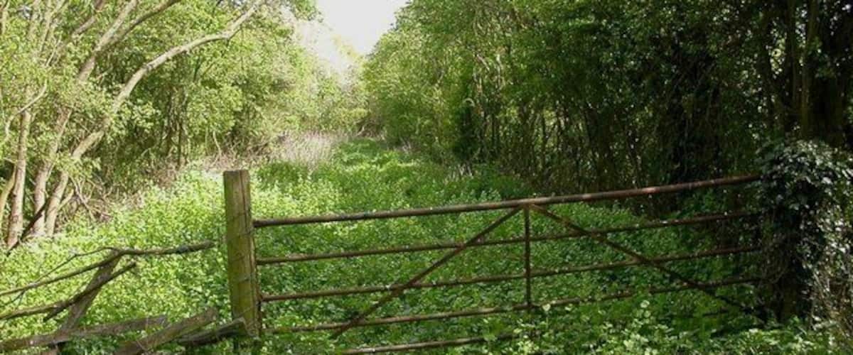 A rustic wooden gate in a lush green forest.
