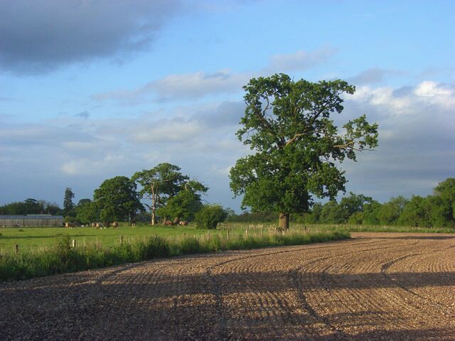 Farmland, Wasing A small ploughed field alongside the pasture at the southern end of Wasing Park.