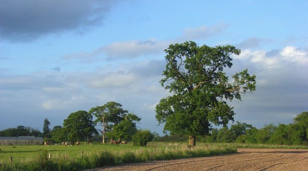 Farmland, Wasing A small ploughed field alongside the pasture at the southern end of Wasing Park.