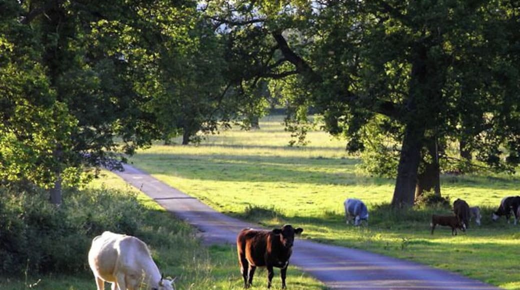 Wasing Park, near to Wasing, West Berkshire, Great Britain. Cattle grazing alongside the main driveway, which is a public footpath.