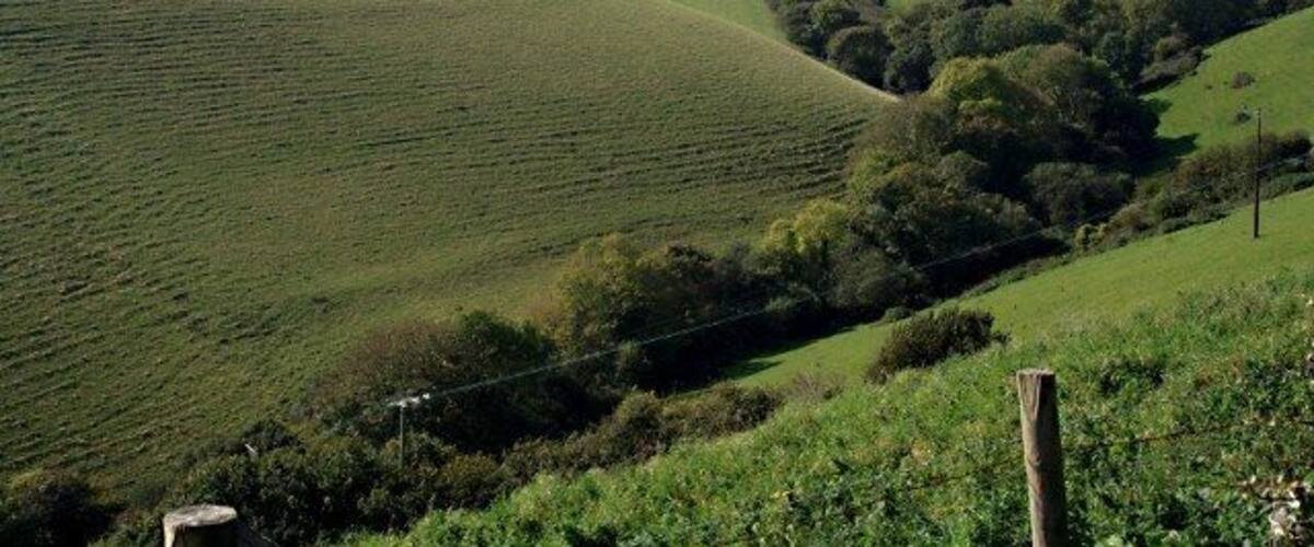 Rolling green hills, a fence, and a distant tree line.