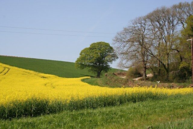 A Countryside Scene The flowering oilseed rape splashes a swathe of industrial yellow across the green Spring countryside.