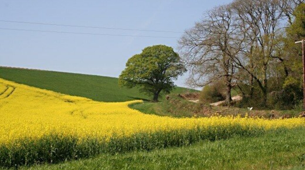 A Countryside Scene The flowering oilseed rape splashes a swathe of industrial yellow across the green Spring countryside.