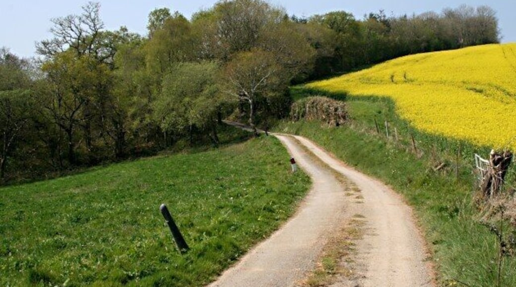 Approaching Leigh Plantation The field on the right has the unmistakable yellow of oilseed rape in flower.