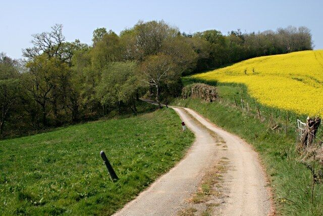 A rural dirt road winding through a field of yellow flowers, surrounded by trees and grassy areas.