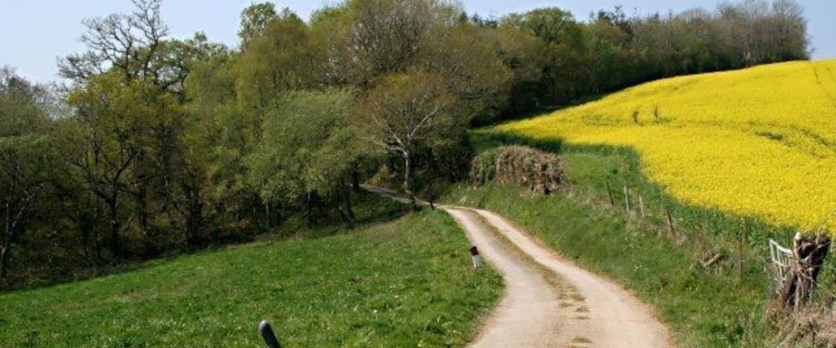 A rural dirt road winding through a field of yellow flowers, surrounded by trees and grassy areas.