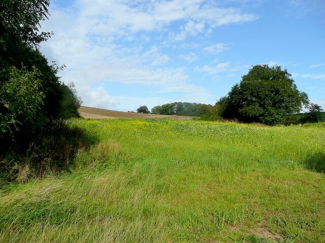 Field corner near Aconbury Some late rape flowers gives the scene some unusual late-summer colour.
