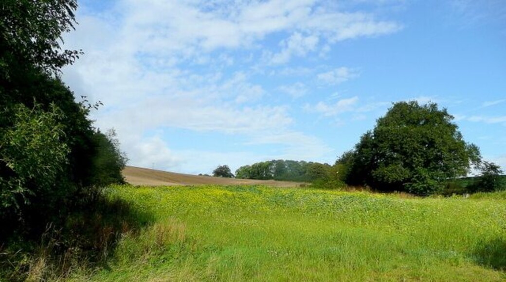 Field corner near Aconbury Some late rape flowers gives the scene some unusual late-summer colour.