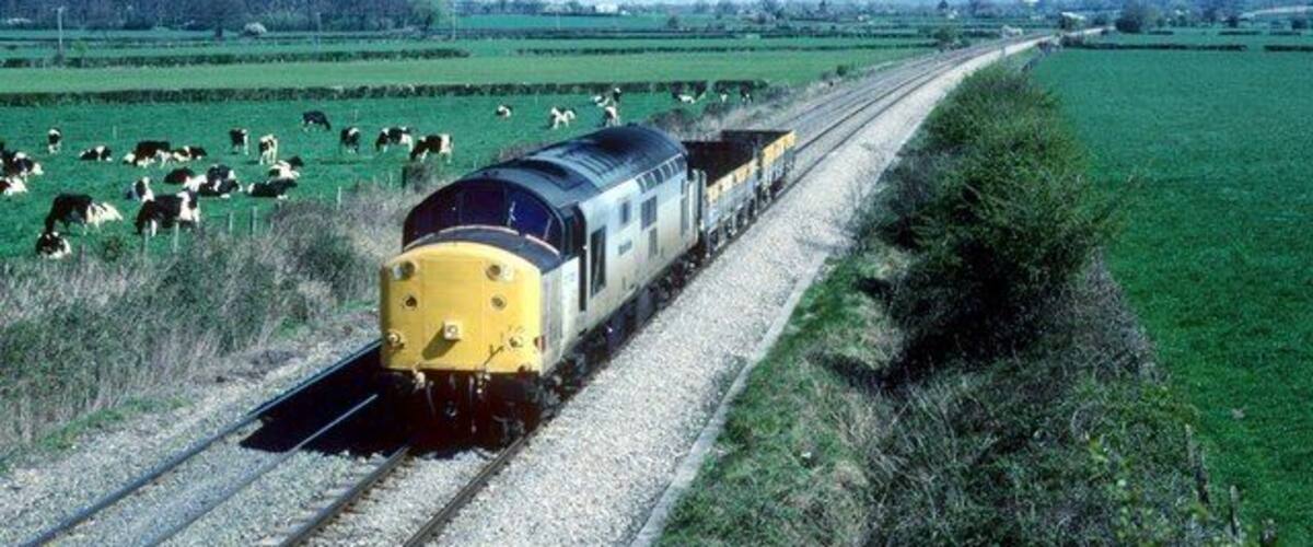 A train on tracks with green fields and cows in the background.