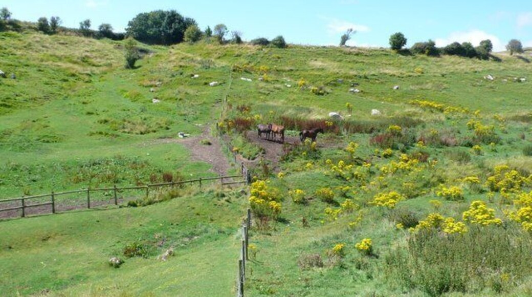 Ragwort, to clear or not to clear. Two pony paddocks on Coombe Valley near Chalbury Hill fort north of Weymouth. One had obviously been cleared of Ragwort the other just left alone. The people who own the one on the right obviously think it doesn't affect their horses. Their paddock was covered. The paddock on the left had none whatsoever