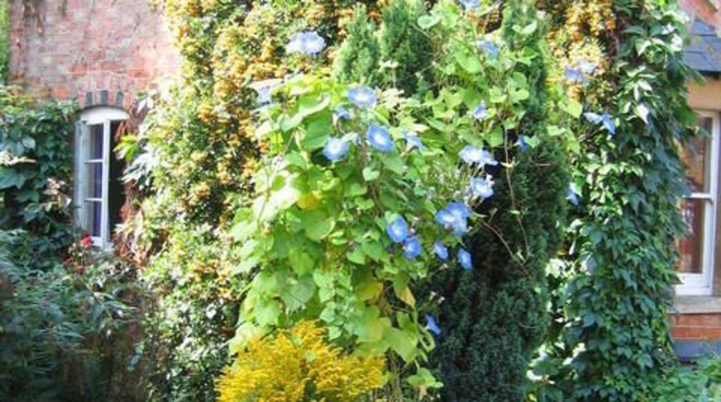 Colourful garden. A lush garden in a house by the stream at the bottom of Little Bridge Road.