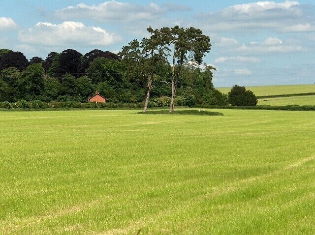 Hay meadow, Milston Fields beside the Avon on a footpath between Durrington and Milston.