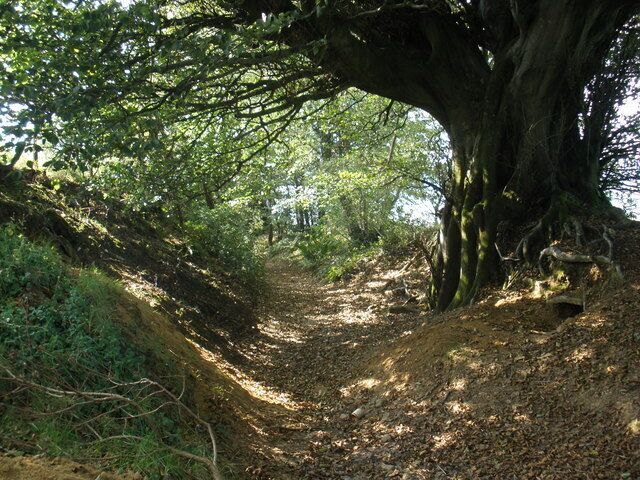 The path across Burstock Down Deeply entrenched, under a canopy of very old trees.
