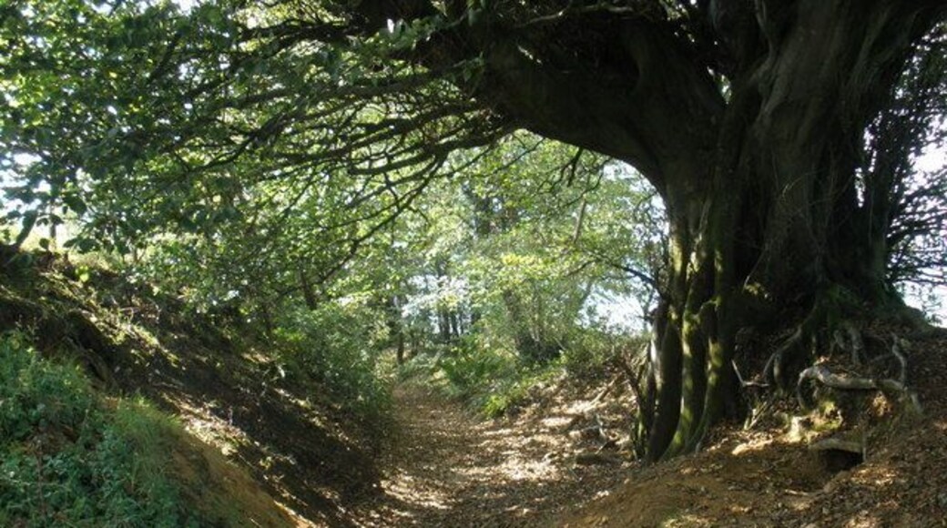 The path across Burstock Down Deeply entrenched, under a canopy of very old trees.