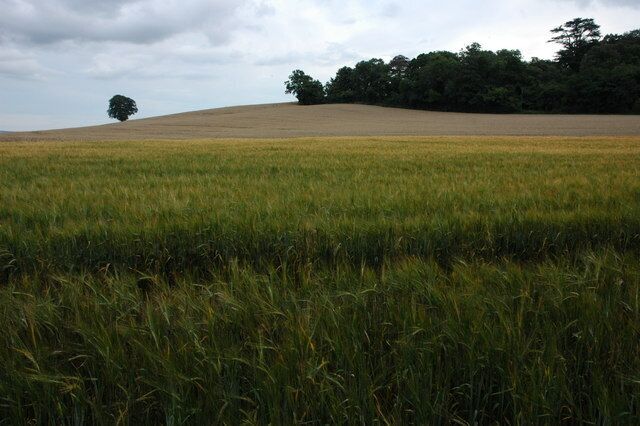 Barley field near Mossgreen Shrubbery, Bushley Mossgreen Shrubbery is the woodland on the right, due to the damp dull summer this field of wheat is late in turning.