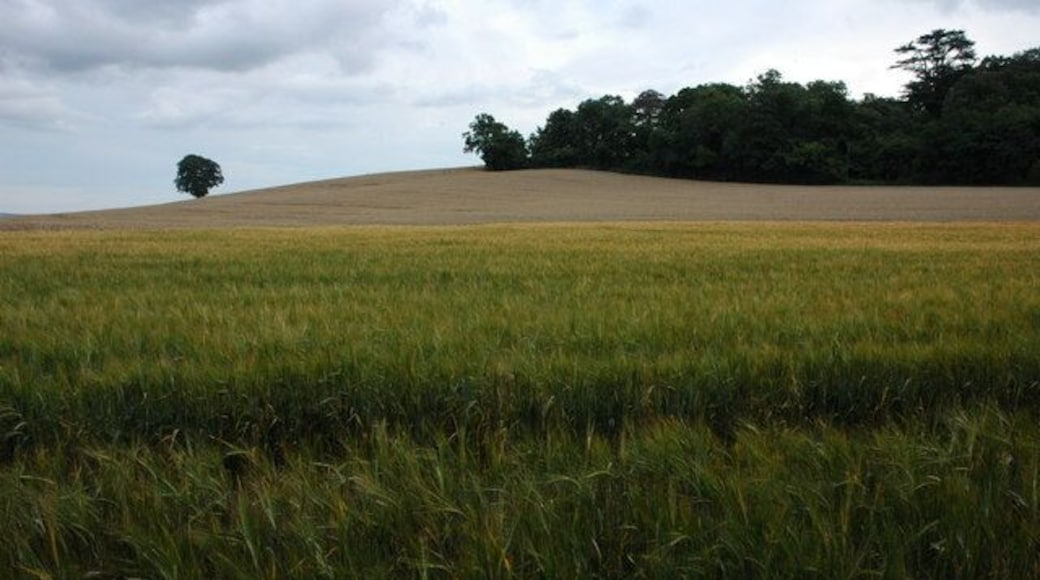 Barley field near Mossgreen Shrubbery, Bushley Mossgreen Shrubbery is the woodland on the right, due to the damp dull summer this field of wheat is late in turning.