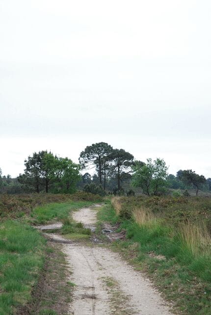 Track across Canford Heath