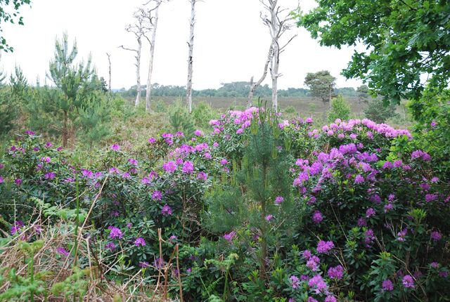 Rhododendrons on Canford Heath