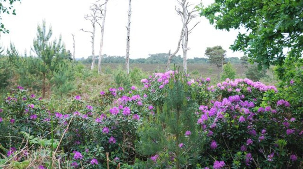 Rhododendrons on Canford Heath