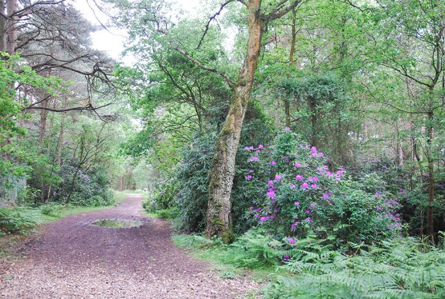 Wooded area on Canford Heath Near the land-fill and recycling areas.