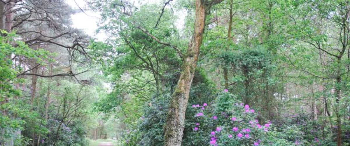 A forest path with dense greenery and purple flowers.